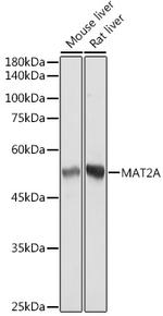 MAT2A Recombinant Rabbit Monoclonal Antibody (7A0X1)