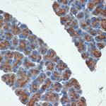 Trypsin 2 Antibody in Immunohistochemistry (Paraffin) (IHC (P))