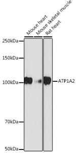 ATP1A2 Recombinant Rabbit Monoclonal Antibody (5T3O4)