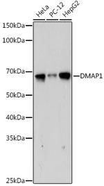 DMAP1 Recombinant Rabbit Monoclonal Antibody (5Z8C8)