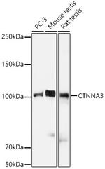 CTNNA3 Antibody in Western Blot (WB)