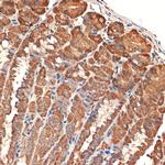 BCL2L14 Antibody in Immunohistochemistry (Paraffin) (IHC (P))