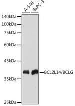 BCL2L14 Antibody in Western Blot (WB)