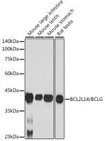 BCL2L14 Antibody in Western Blot (WB)