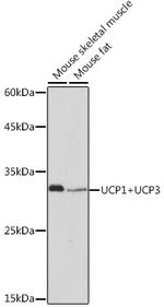 UCP1/UCP3 Antibody in Western Blot (WB)