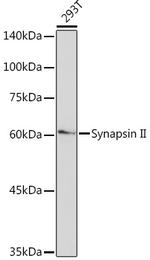 Synapsin II Recombinant Rabbit Monoclonal Antibody (7J6L0)
