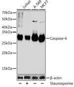 Caspase 6 Antibody in Western Blot (WB)