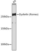 Dysferlin Antibody in Western Blot (WB)