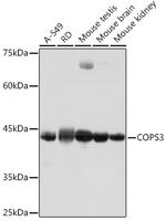 COPS3 Antibody in Western Blot (WB)