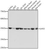 LHX3 Recombinant Rabbit Monoclonal Antibody (0F3J8)