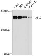 Abl2 Recombinant Rabbit Monoclonal Antibody (2L9C6)