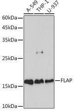 FLAP Recombinant Rabbit Monoclonal Antibody (2S7Z0)