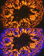 CLGN Antibody in Immunohistochemistry (Paraffin) (IHC (P))