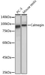 CLGN Antibody in Western Blot (WB)