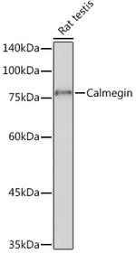 CLGN Antibody in Western Blot (WB)