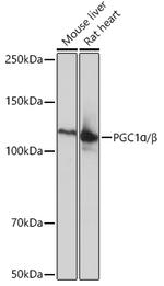 PGC1 alpha/beta Recombinant Rabbit Monoclonal Antibody (5K0F4)