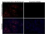 Progesterone Receptor Antibody in Immunohistochemistry (Paraffin) (IHC (P))
