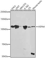 HSPA4 Antibody in Western Blot (WB)