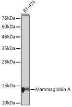 Mammaglobin A Antibody in Western Blot (WB)