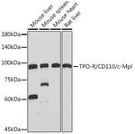 c-Mpl Recombinant Rabbit Monoclonal Antibody (5Q9Z6)