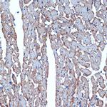 Cdc42EP1 Antibody in Immunohistochemistry (Paraffin) (IHC (P))