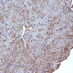 Cdc42EP1 Recombinant Rabbit Monoclonal Antibody (4P7S6)