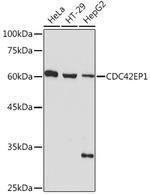 Cdc42EP1 Antibody in Western Blot (WB)