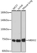 MEKK2 Antibody in Western Blot (WB)