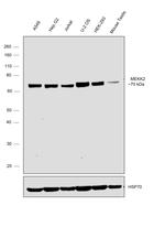 MEKK2 Antibody in Western Blot (WB)