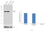 MEKK2 Antibody in Western Blot (WB)