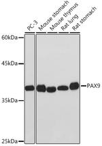 PAX9 Antibody in Western Blot (WB)