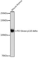 PIK3CD Antibody in Western Blot (WB)