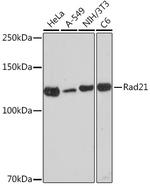 RAD21 Recombinant Rabbit Monoclonal Antibody (9H0H6)