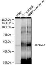 RING1 Antibody in Immunoprecipitation (IP)