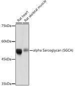 Alpha Sarcoglycan Antibody in Western Blot (WB)