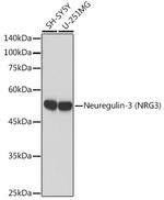 NRG3 Antibody in Western Blot (WB)