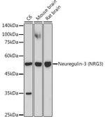 NRG3 Recombinant Rabbit Monoclonal Antibody (6V9X1)
