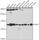 ERP29 Antibody in Western Blot (WB)