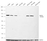 TNPO3 Antibody