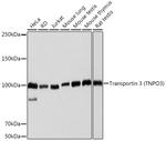 TNPO3 Antibody in Western Blot (WB)