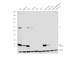 IBA1 Antibody