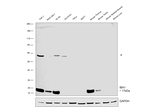 IBA1 Antibody in Western Blot (WB)