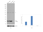 IBA1 Antibody in Western Blot (WB)