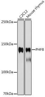 PHF8 Recombinant Rabbit Monoclonal Antibody (2H9D4)