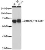 Pokemon Antibody in Western Blot (WB)