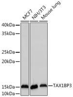 TAX1BP3 Recombinant Rabbit Monoclonal Antibody (9T0I1)