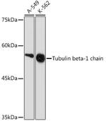 TUBB1 Antibody in Western Blot (WB)