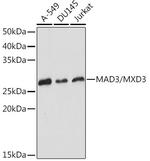 MAD3 Recombinant Rabbit Monoclonal Antibody (8M7B3)