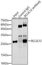 BCL2L12 Antibody in Immunoprecipitation (IP)