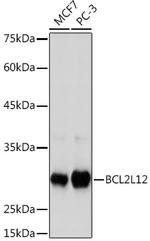 BCL2L12 Antibody in Western Blot (WB)